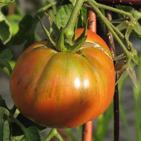 Tomate Noire De Crim E Solanum Lycopersicum Semillas