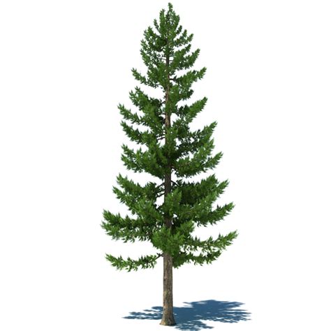 pine tree 3d max