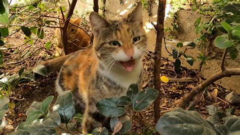 Feral Mother Cat With Kittens Trusts A Human For The First Time YouTube