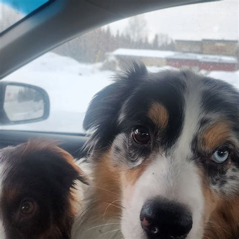 Hailey Lawson Australian Shepherd Puppies For Sale In North Pole Ak