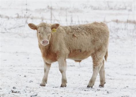 Calving Seasons - BeefResearch.ca