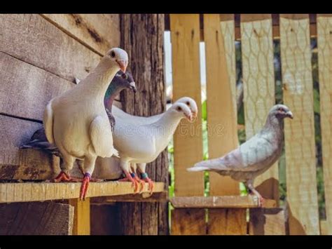 Beautiful German Beauty Pigeons Colors For Sale 0304 1397366 Homer