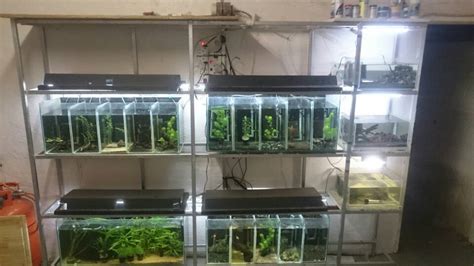 Shrimp breeding setup for sale | Tropical Aquariums SA