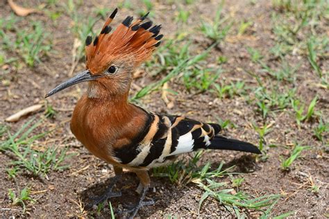 Upupa Africana African Hoopoe Namibia Oleg