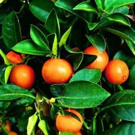 7 USDA Zone 9 Citrus Trees to Grow in Your Yard