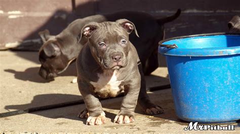 GATOR PITBULL PUPPIES