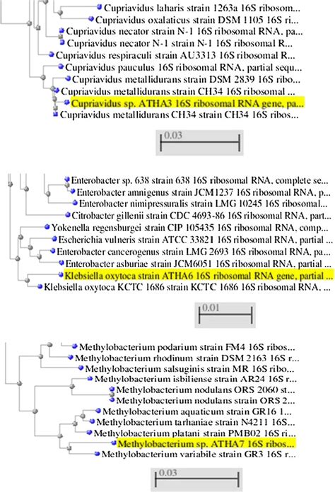 The Phylogenetic Evidences Of Identified Strains Of Atha Atha And