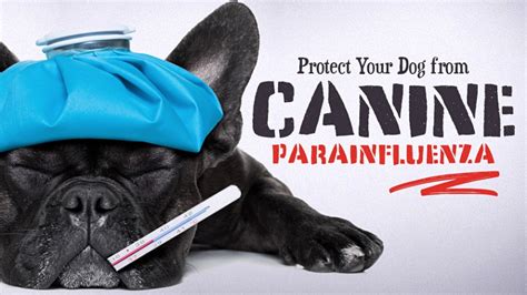 Protect Your Dog From Canine Parainfluenza Minnesota Veterinary