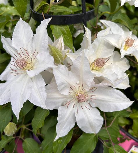 Clematis 'Hyde Hall'™ (Clematis 'Evipo009') — Plant and Bloom Design Studio