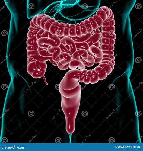 Small And Large Intestine 3d Illustration Human Digestive System