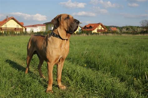 Raça de cachorro brasileiro Conheça duas delas Blog da Cobasi