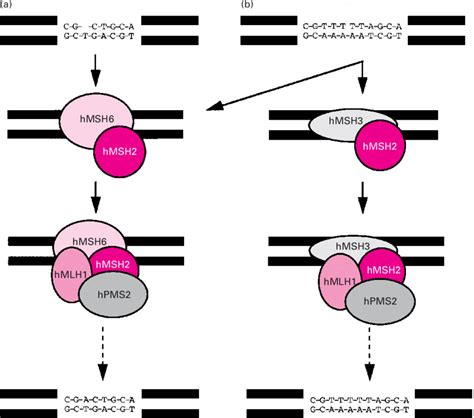 Schematic Representation Of Mismatch A And IDL B Recognition In