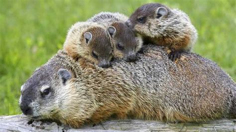 Predators of Groundhogs – Nature Blog Network