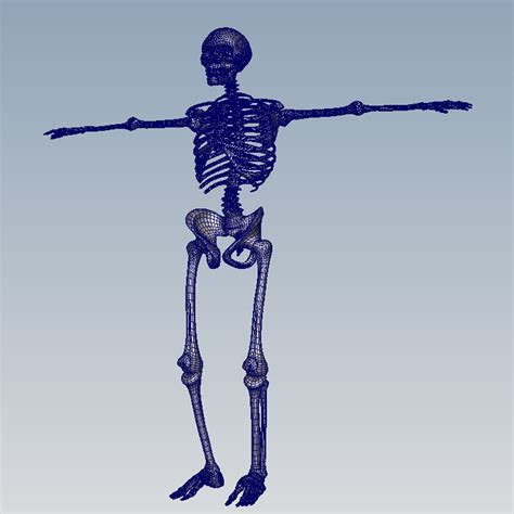 человеческий череп 3D Модель $45 - .ma .obj - Free3D