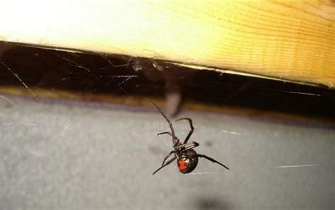 Nests Of Black Widows In Crawl Space Crawlspace Lowering Energy Bill