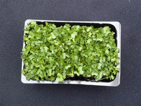 Salad Cress – Sowerbutts Greengrocers Ltd.