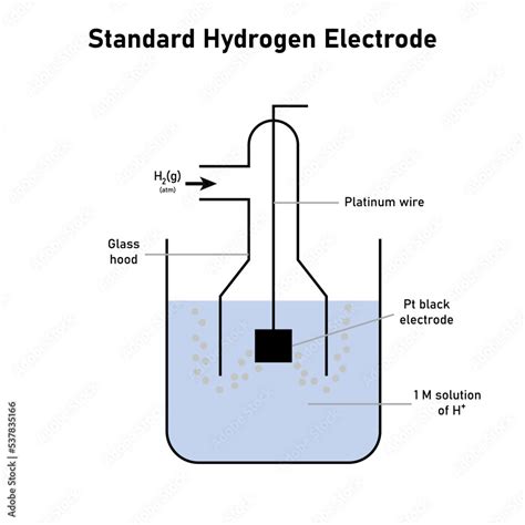 Standard hydrogen electrode diagram. Scientific vector illustration ...