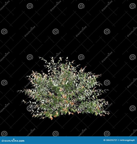 D Illustration Of Austromyrtus Dulcis Bush Isolated On Black