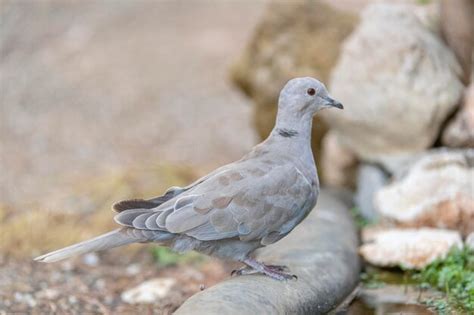 Paloma De Collar Euroasi Tico Streptopelia Decaocto M Laga Espa A