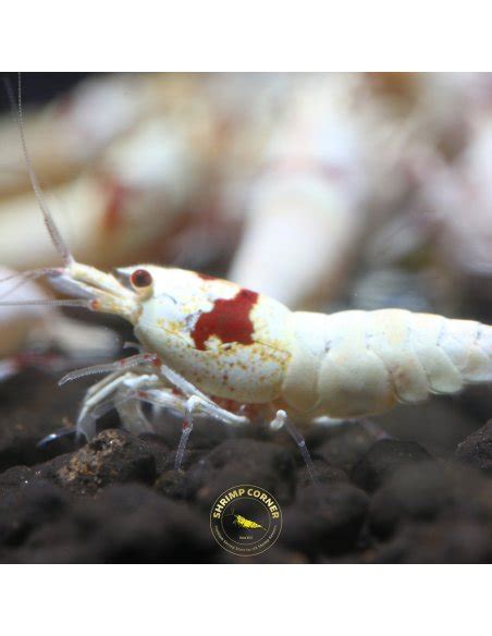 Pure Red Line Shrimp Sss Grade