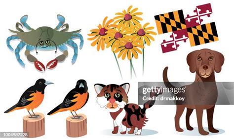 Maryland State Symbols Photos and Premium High Res Pictures - Getty Images