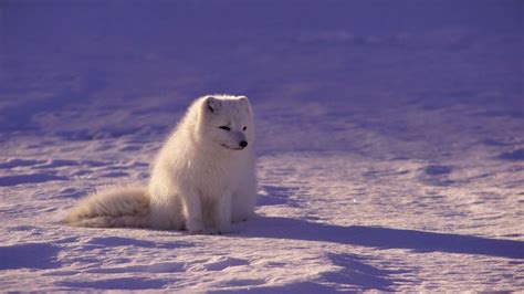 Arriba Images Informacion Sobre El Lobo Artico Viaterra Mx