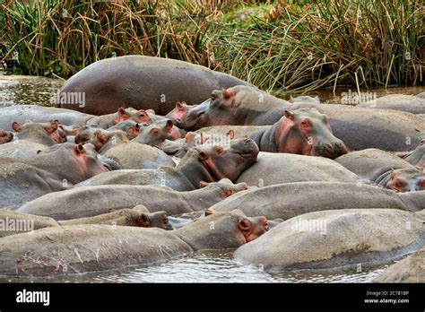 Hippopotamus Hippopotamus Amphibius Large Group In Water Ngorongoro