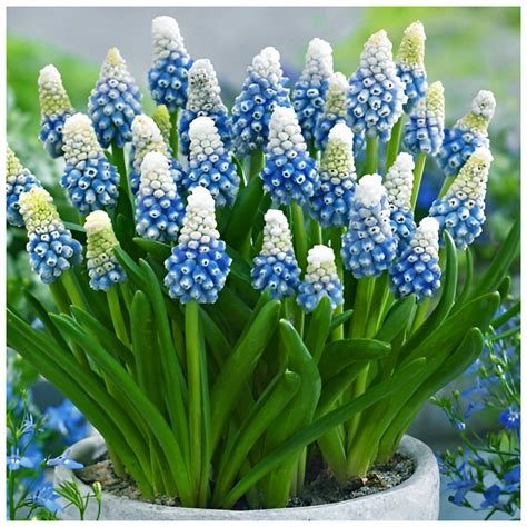 Szafirek Muscari Mountain Lady Bia O Niebieski Cebulki Szt Gratis