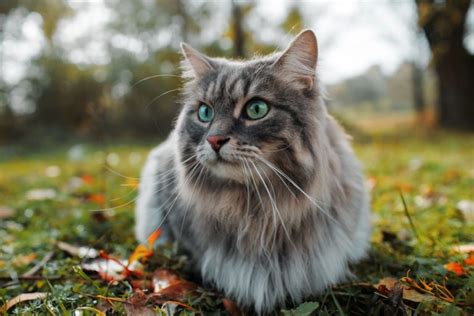 7 Best Siberian Cat Breeders: Quality Comes First