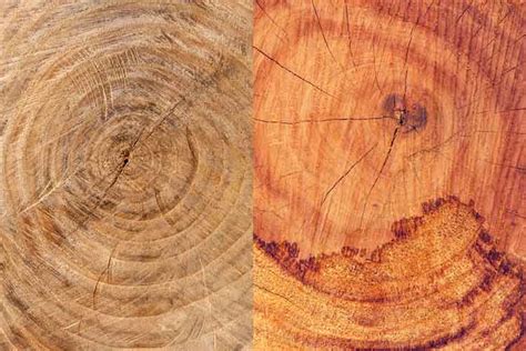 Maple Vs Ash Wood Compared Woodworking Trade