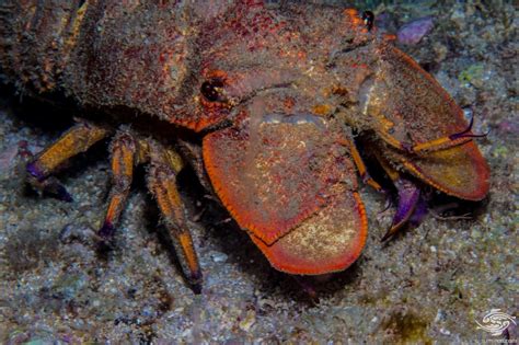 Blunt Slipper Lobster- Facts and Photographs | Seaunseen