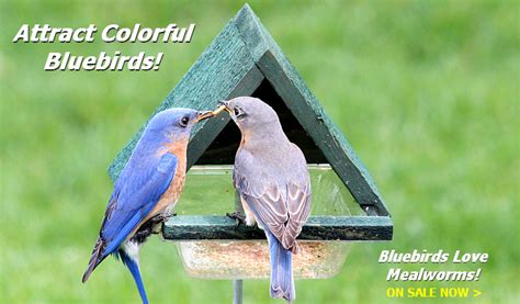 Bluebird Feeders, Quality Crafted Bluebird Feeders