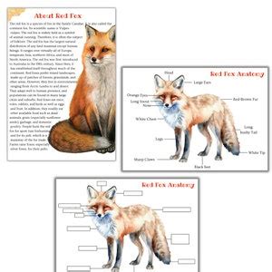 Red Fox Mini Unit, Red Fox Anatomy, Red Fox Life Cycle, Fall Study ...