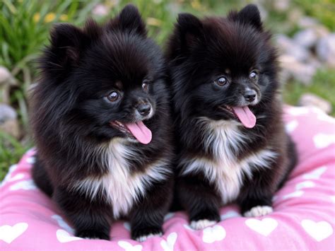 Cómo Saber si un Pomerania de Criadero es Toy y Cuánto Valen