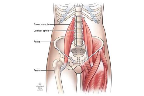 Lower Back Pain and Hip Flexor Involvement - Collier Chiropractic and ...