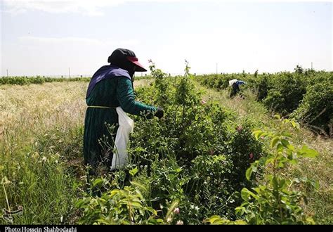 آغاز برداشت گل محمدی از موقوفات آستان مقدس کریمه اهل بیتس از نگاه