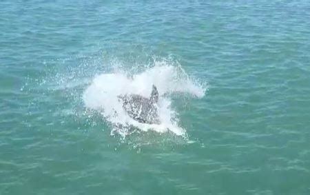 Delfino Va A Pesca Al Porto Di Civitanova Video Cronache Maceratesi