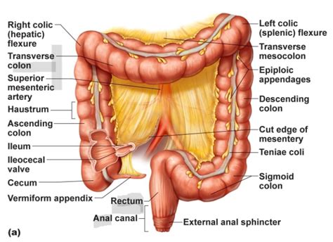 colon Diagram | Quizlet