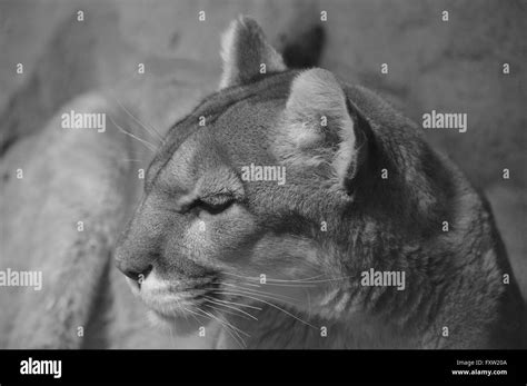 Lion eyes close up Black and White Stock Photos & Images - Alamy