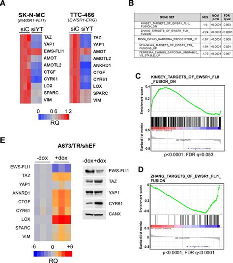 Yap1taz Induce An Ews Fli1 Oppossite Gene Signature A Qpcr Assays