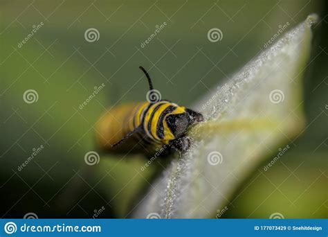 Monarch Butterfly Caterpillar on Milkweed Stock Image - Image of garden, chrysalis: 177073429