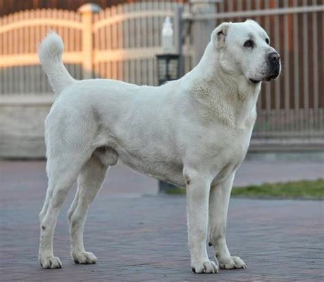 Turkmen Alabai Dog Breeds Alabai Dog Big Dog Breeds