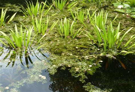 Plantes Aquatiques Marais Materiel De Bassins