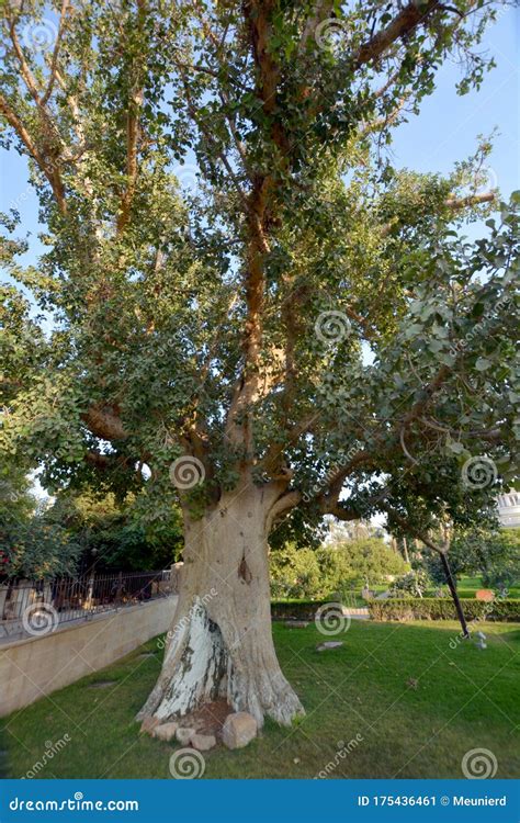 The Sycamore Tree `Zacchaeus` Stock Image - Image of bark, palestine ...