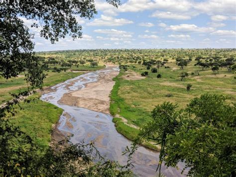 Tree and Grass Savanna Maintains Equilibrium — Biological Strategy ...