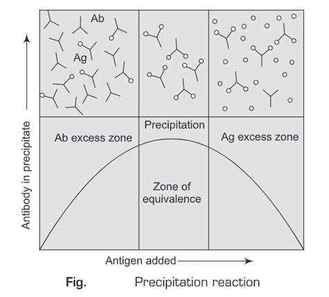 Antigen Antibody Reactions Biology Ease