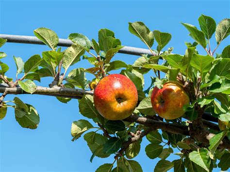 Apfel Lord Lambourne Dein Garten ökologisch And Pflegeleicht