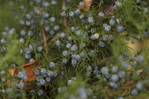 Juniper Berry Benefits - Pioneerthinking.com