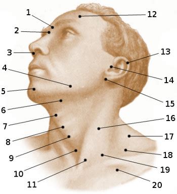 Surface Anatomy Of Head