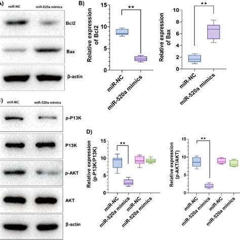 Microrna Mir 520a Targets The Pi3kakt Signaling Pathway In Acute